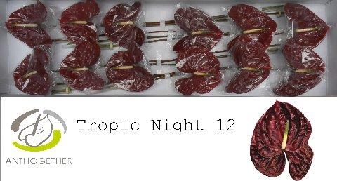 Anthurium Andreanum Grp Tropic Night
