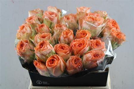 Rosa grootbloemig Barbarella