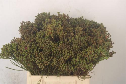 Berzelia abrotanoides