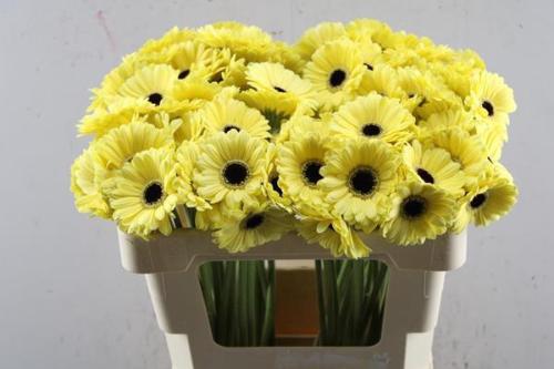 Gerbera mini 'Surfer'