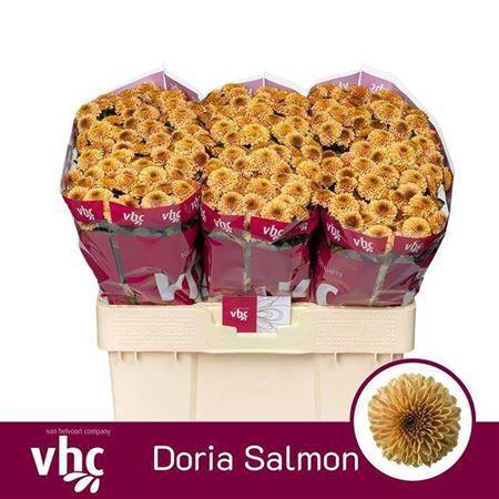 Chrysanthemum (Indicum Grp) tros santini AAA Doria Salmon