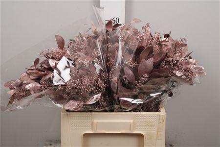 Eucalyptus polyanthemos (fruit) kleurbehandeld per bos H%