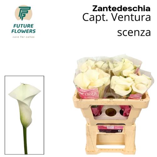 Zantedeschia 'Captain Ventura'