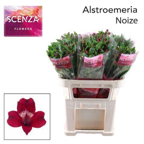 Alstroemeria Noize