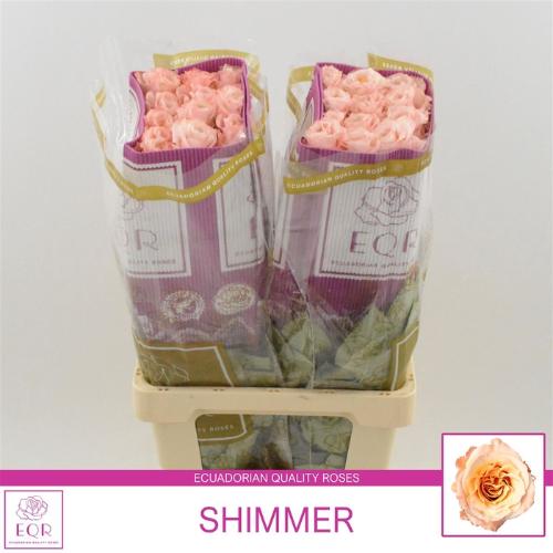 Rosa grootbloemig Shimmer