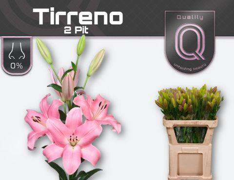 Lilium (LA-hybrids Grp) 'Tirreno'