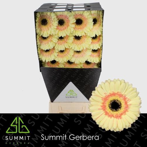 Gerbera grootbloemig 'Cartizze'