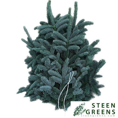 Abies procera Nobilis Blauw per kilo