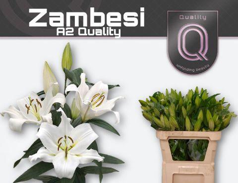 Lilium Oriental x Trumpet Grp 'Zambesi'