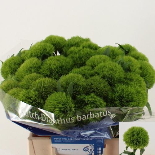 Dianthus barbatus Kiwi Mellow