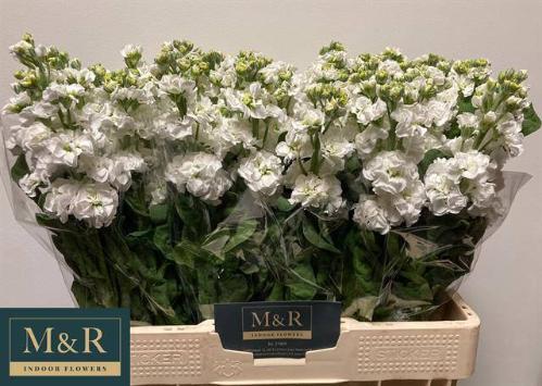 Matthiola incana StoX White