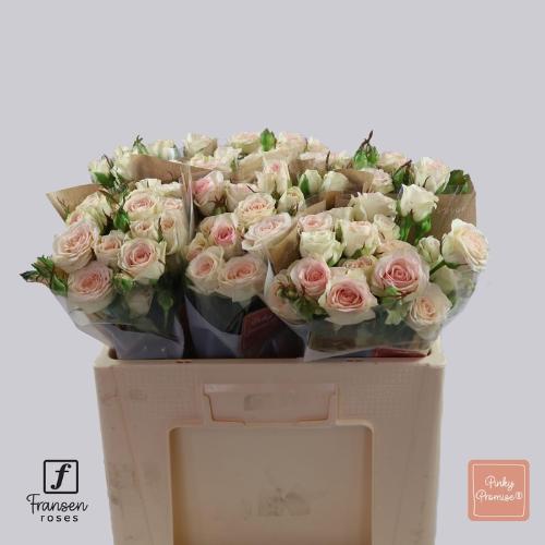 Rosa tros Pinky Promise