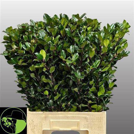 Ilex x meserveae 'Blue Prince'
