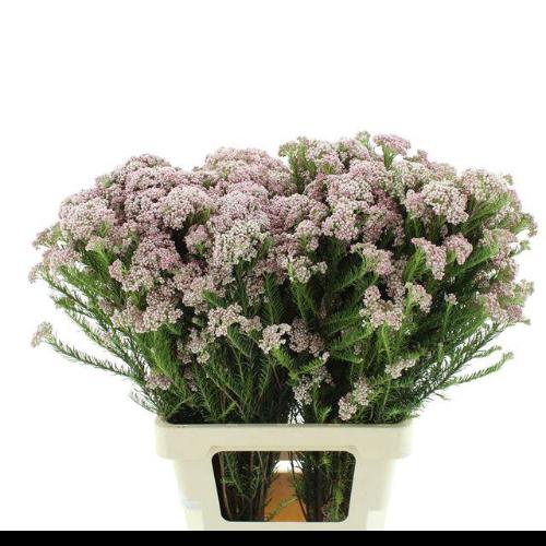 Ozothamnus diosmifolius 'Pink Panther'