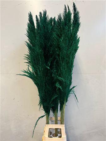 Cortaderia overig