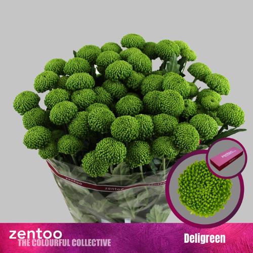 Chrysanthemum (Indicum Grp) tros Deligreen