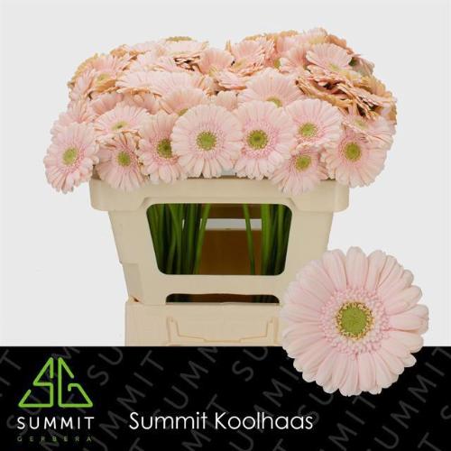 Gerbera mini Alix-Noor