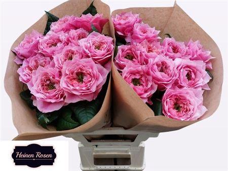 Rosa grootbloemig Regents Park!