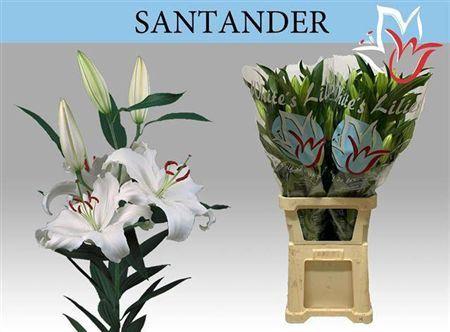 Lilium Oriental Grp 'Santander'