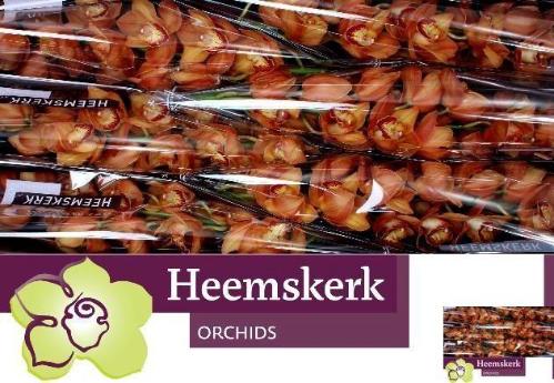 Cymbidium grootbloemig 'Mighty Brown  Arancia'