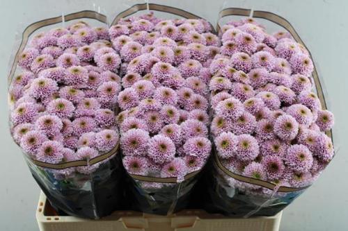 Chrysanthemum Indicum Grp tros santini Aaa Doria Pink