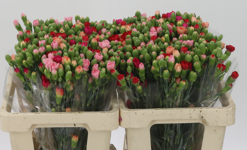 Dianthus tros gemengd in bos