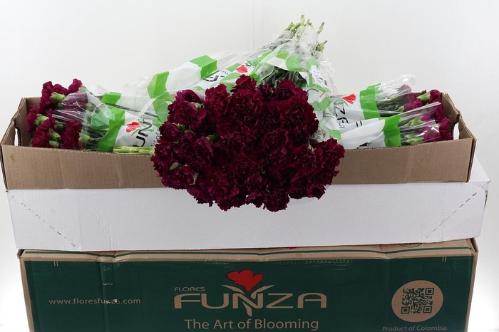 Dianthus standaard 'Golem'