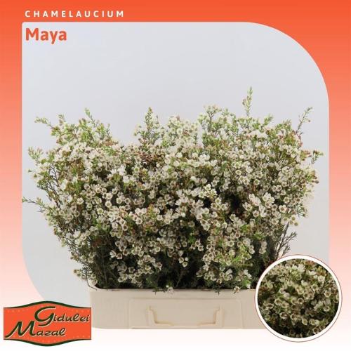 Chamelaucium 'Maya'