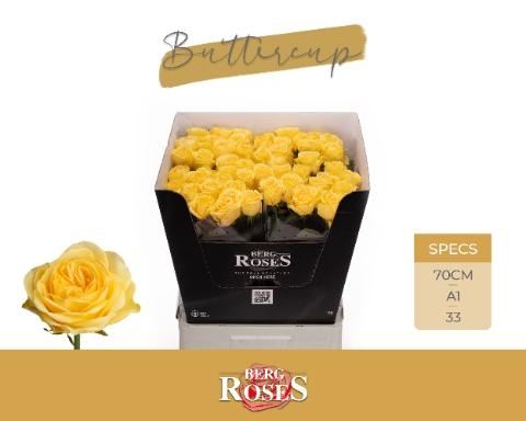 Rosa grootbloemig Buttercup