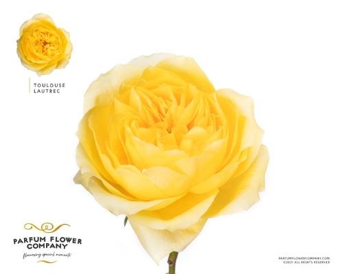 Rosa grootbloemig overig