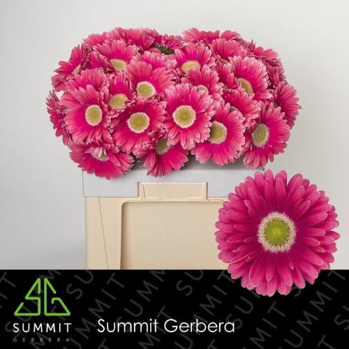 Gerbera grootbloemig 'Unique'