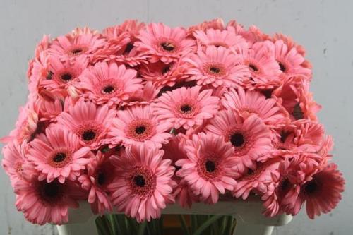 Gerbera mini Vidal