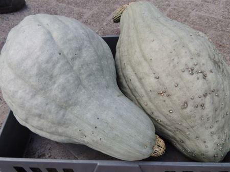 Siervruchten per stuk Cucurbita pepo 'Blue Hubbard'
