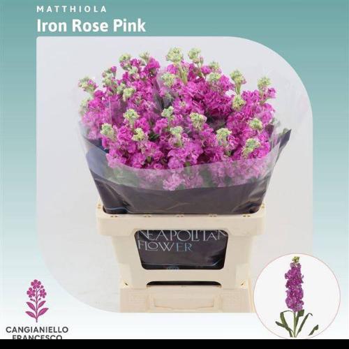 Matthiola incana 'Iron Rose Pink'