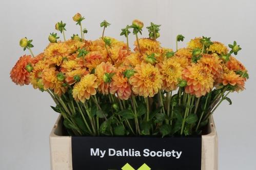 Dahlia 'Sunny Boy'