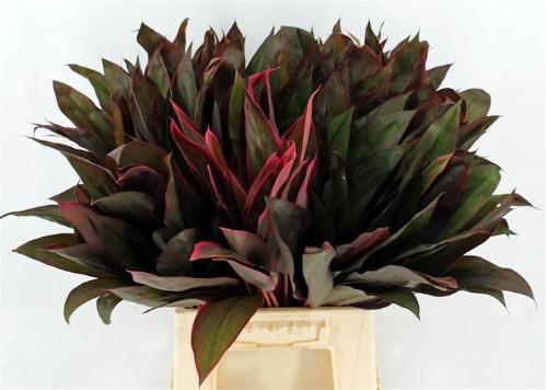 Cordyline fruticosa 'Purple Compacta' (decor)