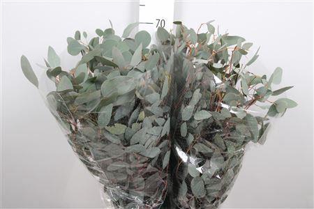 Eucalyptus per bos populifolia