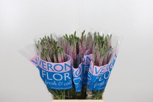 Veronica Clea Roswitha