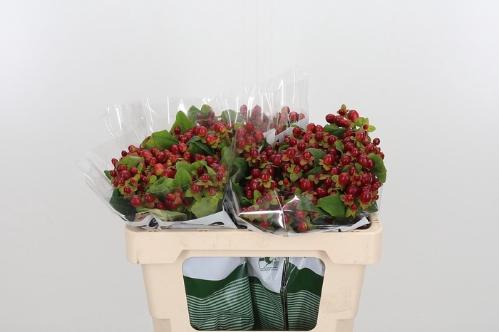 Hypericum x inodorum Magical Seasons