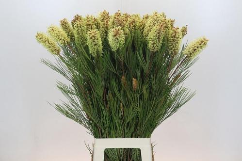 Grevillea 'Spiderman'