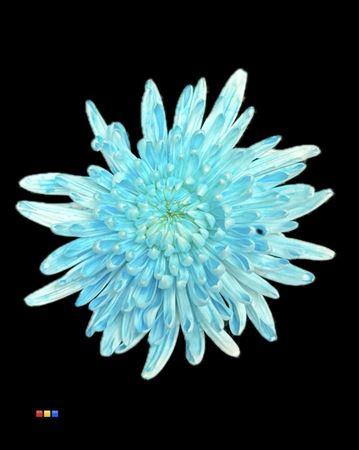 Chrysanthemum (Indicum Grp) geplozen Topspin kleurbehandeld H%