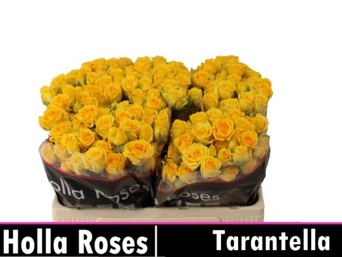 Rosa tros Tarantella