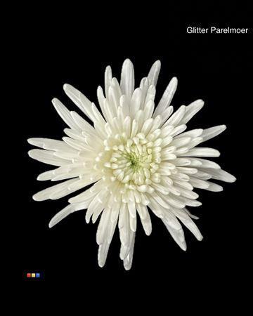 Chrysanthemum (Indicum Grp) geplozen Topspin kleurbehandeld H%