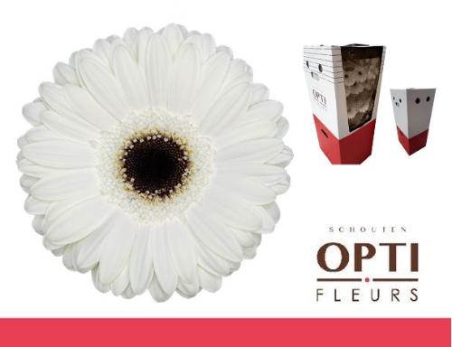 Gerbera grootbloemig 'White House'