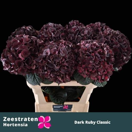 Hydrangea macrophylla Magical Dark Ruby (classic)