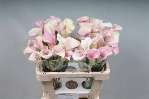 Zantedeschia 'Captain Rosette'