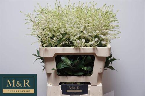 Astilbe Japonica Grp 'Whasingthon'