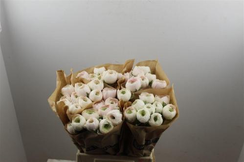 Ranunculus asiaticus Succes Hanoi