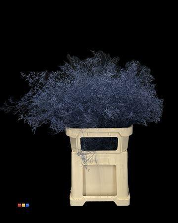 Limonium overig kleurbehandeld H%