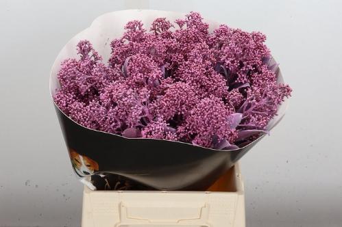 Skimmia per bos overig kleurbehandeld H%
